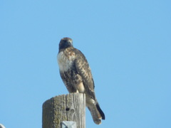 Buteo jamaicensis