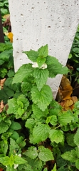 Lamium album