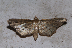 Picrostomastis inductalis