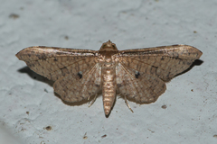 Pharambara splendida