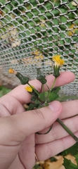 Sonchus oleraceus