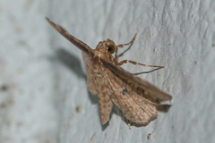 Pharambara splendida