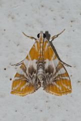 Macaretaera hesperis