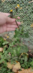 Sonchus oleraceus