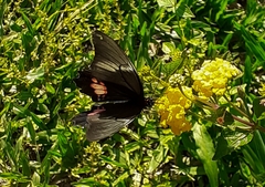 Heraclides anchisiades