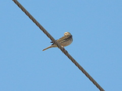 Passerculus sandwichensis