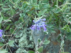 Caryopteris mongholica