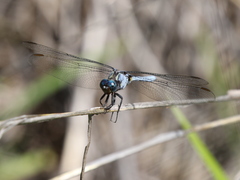 Orthetrum lemur
