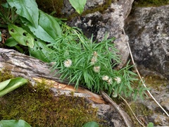 Erigeron hyssopifolius