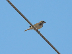 Passerculus sandwichensis