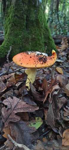 Caesar's mushroom