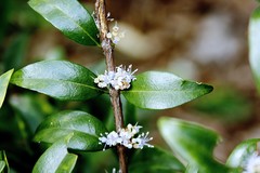 Memecylon pauciflorum