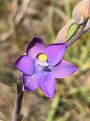 Thelymitra peniculata