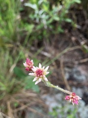 Pfaffia tuberosa
