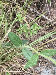Pfaffia tuberosa