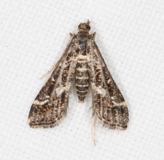 Diasemiopsis ramburialis