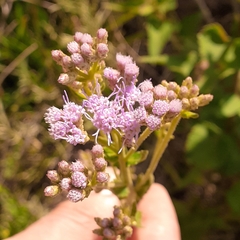 Chromolaena hirsuta