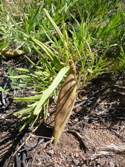 Vincetoxicum sibiricum