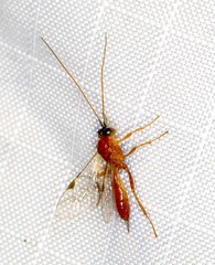 Mesochorinae