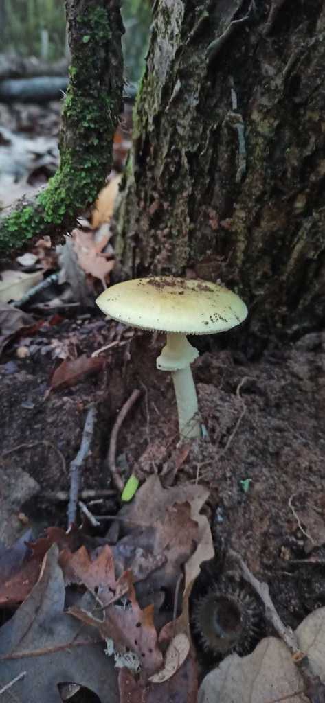 Grüner Knollenblätterpilz