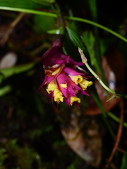 Elleanthus caravata