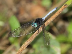 Orthetrum microstigma