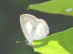 Acytolepis puspa