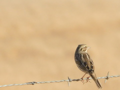 Passerculus sandwichensis