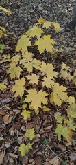 Acer platanoides