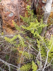 Cheilanthes parviloba