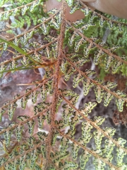 Cheilanthes parviloba