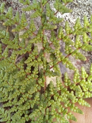 Cheilanthes parviloba