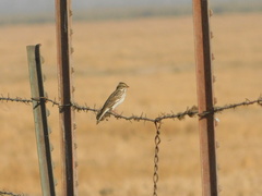 Passerculus sandwichensis