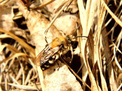 Melecta albifrons