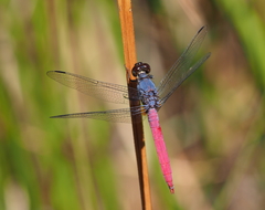 Orthetrum migratum