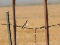 Passerculus sandwichensis