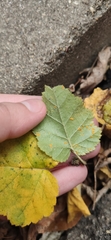 Melampsoridium betulinum