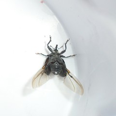 Rhyssomatus marginatus