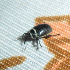 Rhyssomatus marginatus