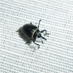 Rhyssomatus marginatus