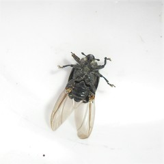 Rhyssomatus marginatus