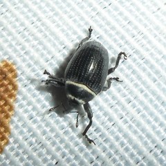 Rhyssomatus marginatus