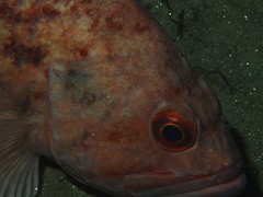 Sebastes auriculatus