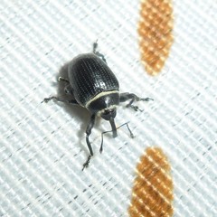 Rhyssomatus marginatus