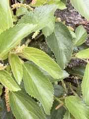 Acalypha communis