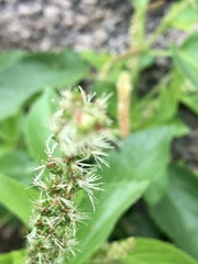 Acalypha communis