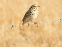 Passerculus sandwichensis