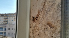 Ancistrocerus gazella