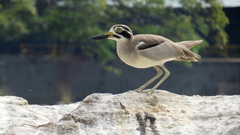 Esacus recurvirostris