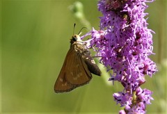 Hesperia meskei straton